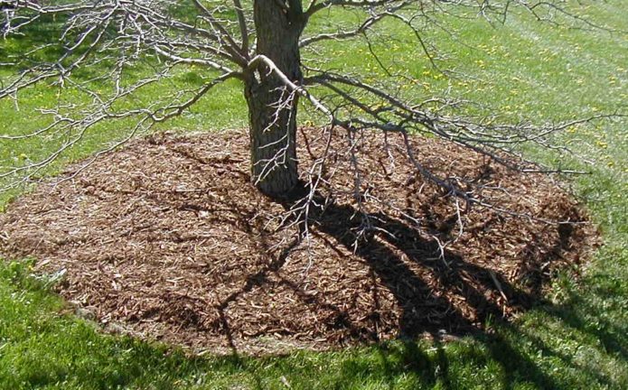 Mulching the trunk circle