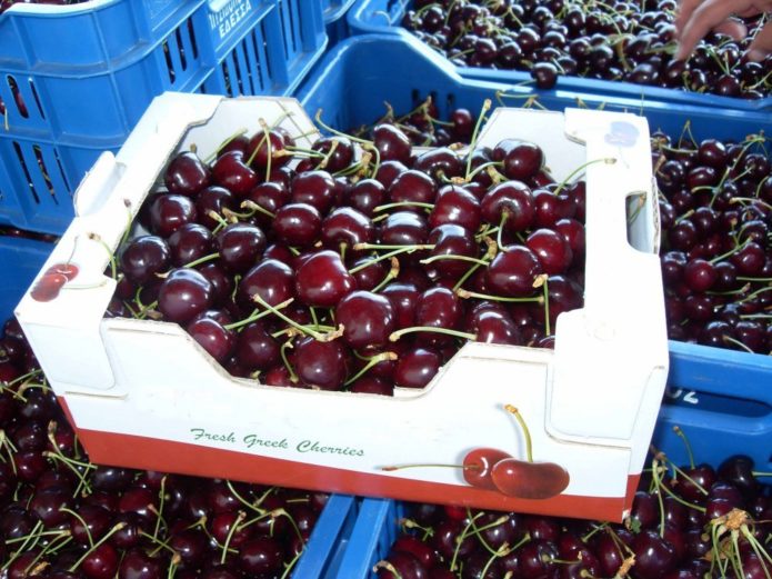 Cherries in boxes