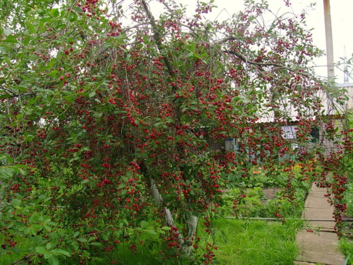 Cherry tree