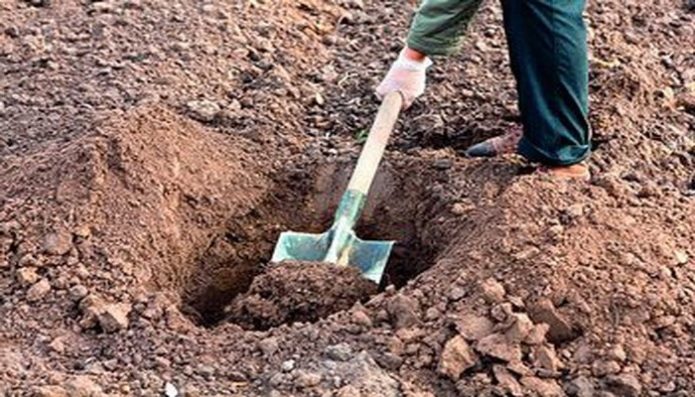 Cherry tree planting pit