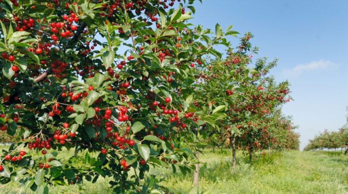 Cherry trees