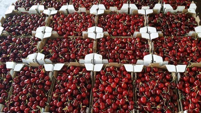 Cherry harvest