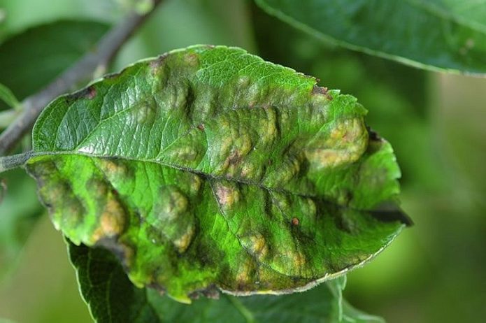 Scab on a cherry leaf