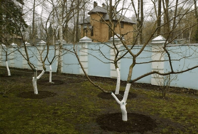 Whitewashing the trunk is a necessary means of protecting cherries from rodents