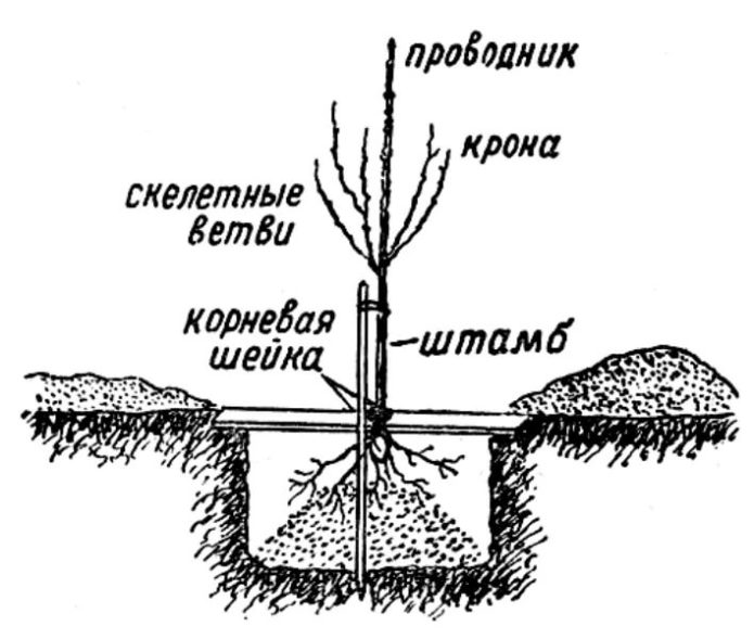 Схема на правилното засаждане на череши