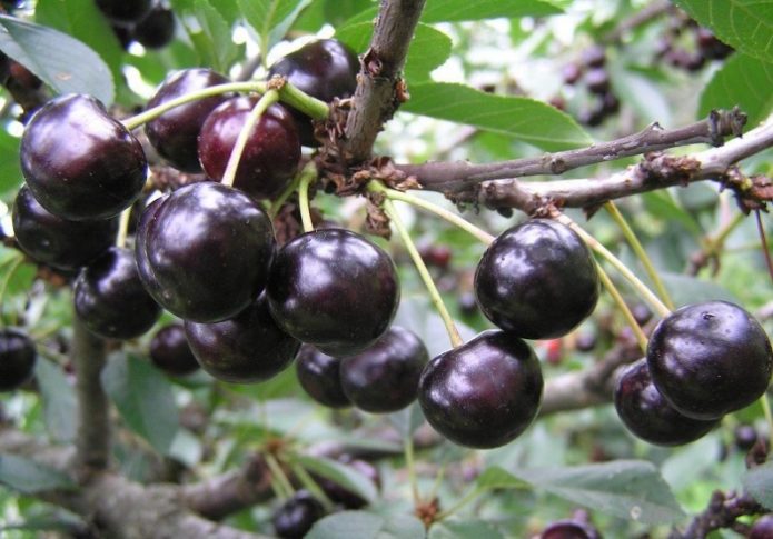 Cherry varieties Anthracite