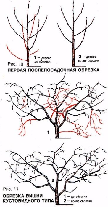 Cherry pruning