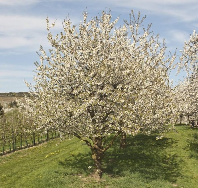 Choosing a place for cherries