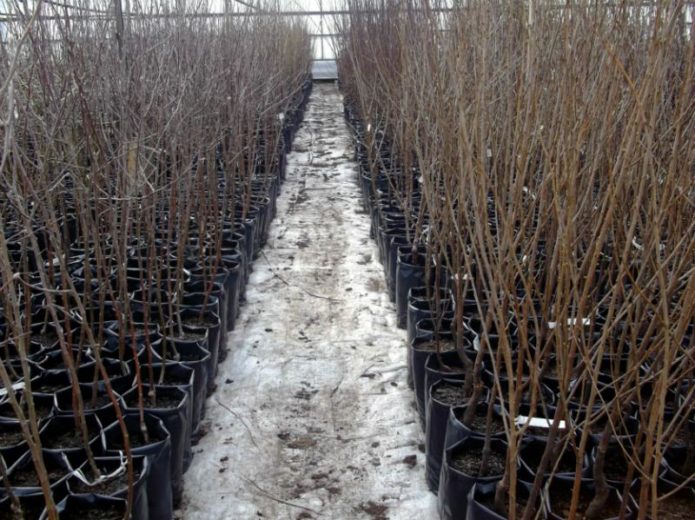 Cherry seedlings