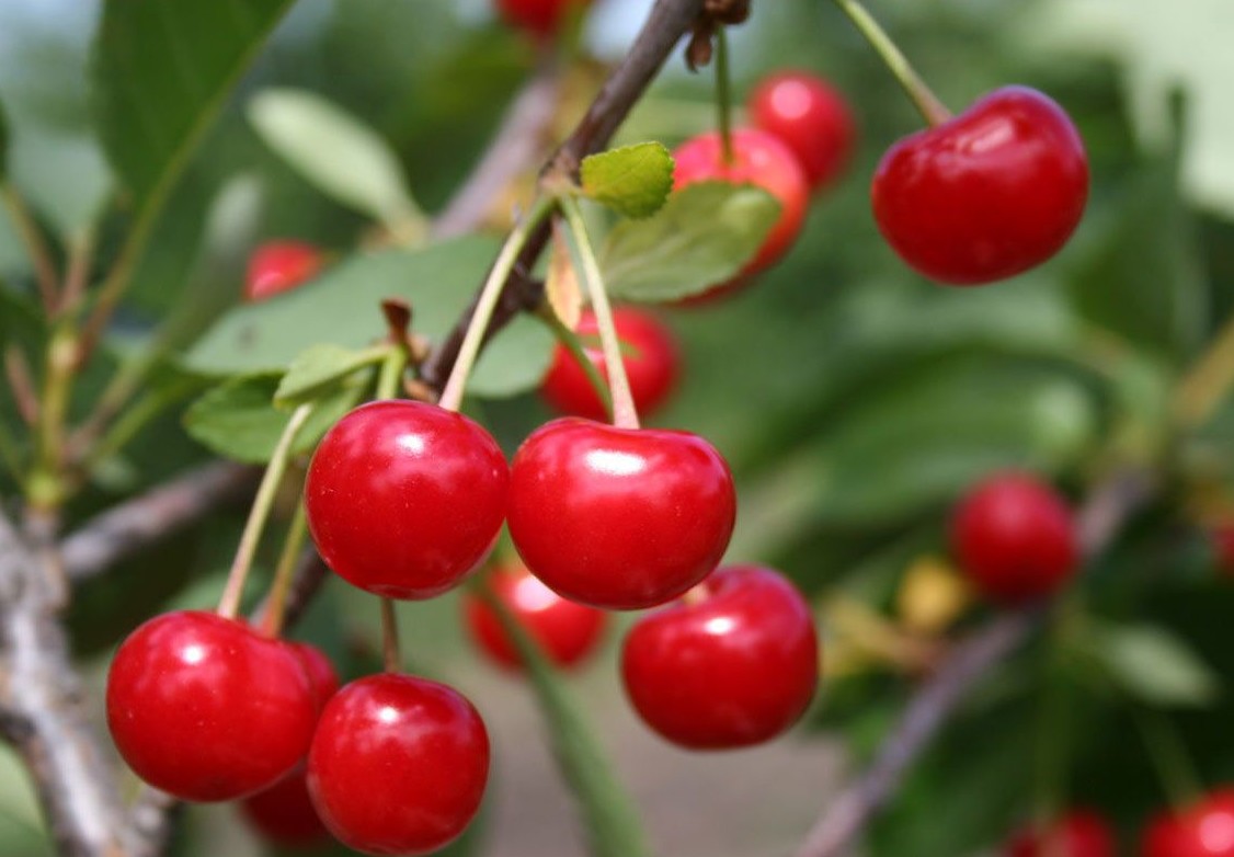 Cherry variety Lyubskaya: history of creation, photos, reviews, characteristics