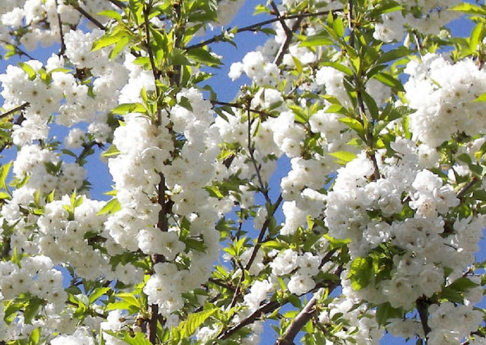 Blooming cherry Iput