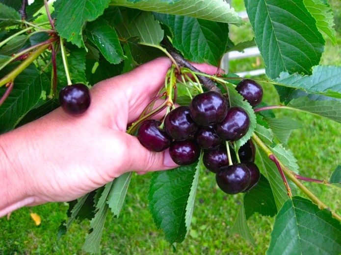 Ripe cherries Revna