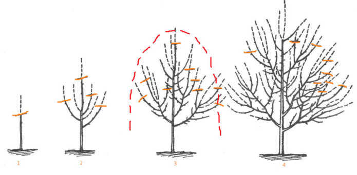 Cherry pruning scheme