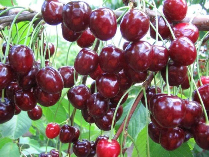 Cherries on a branch