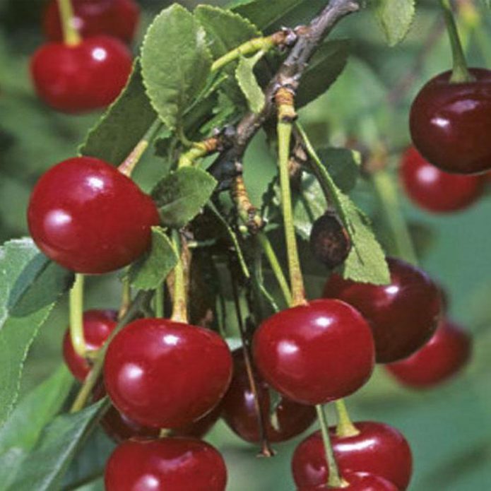 Novella cherries