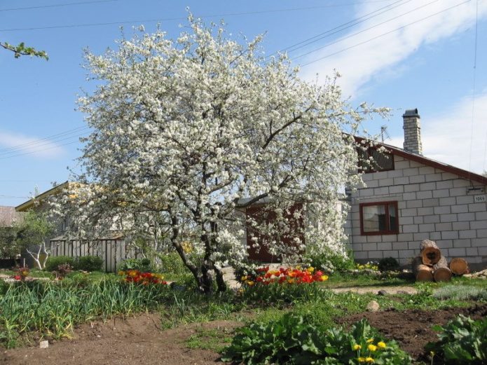 Cherry near the house