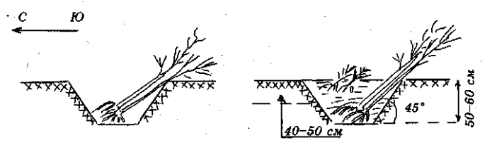 Sapling digging scheme