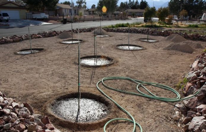 Watering cherry seedlings