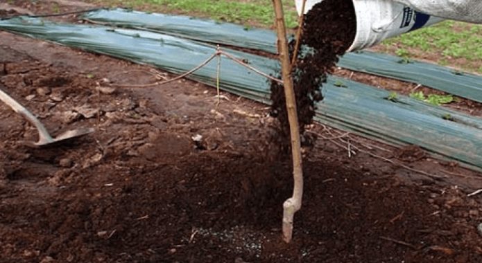 Top dressing of cherries