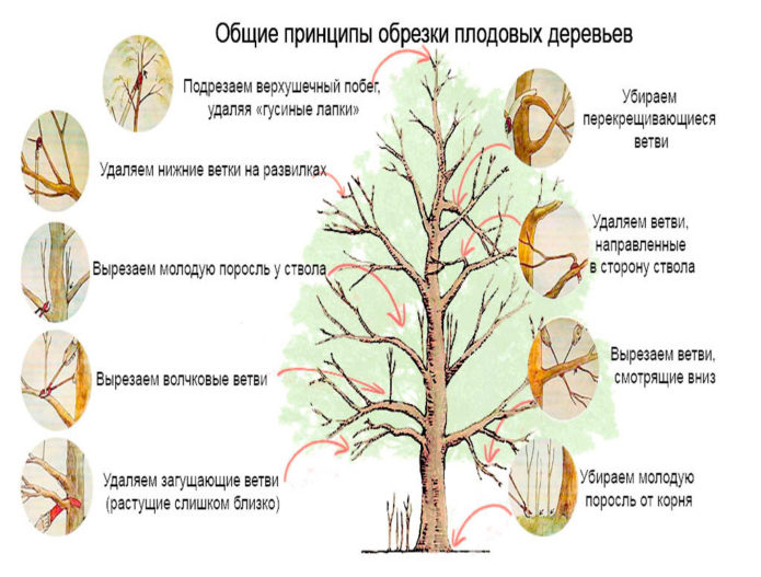 General principles of tree pruning