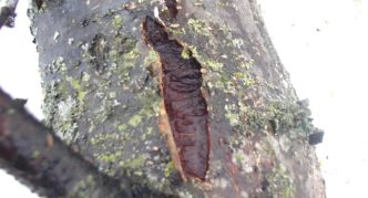 Crack in the bark