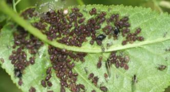 Black aphid