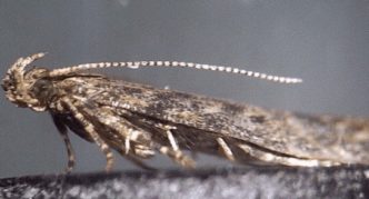 Cherry miner moth