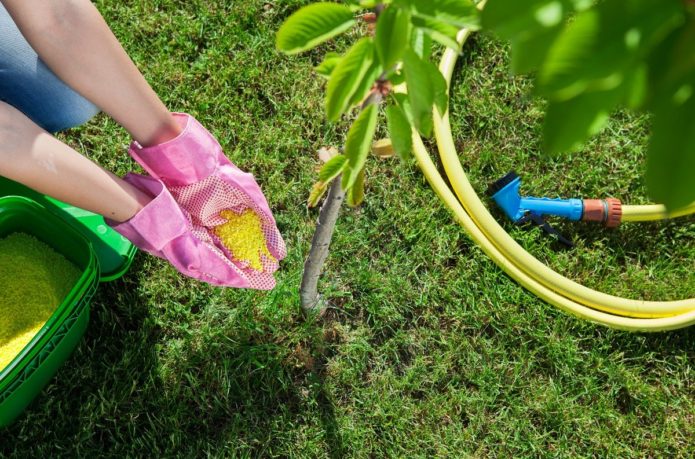 Top dressing of cherries