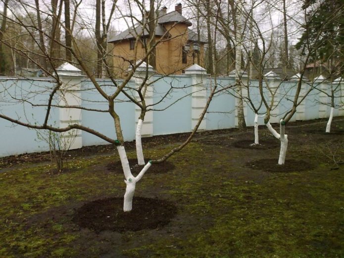 Whitewashing of fruit trees