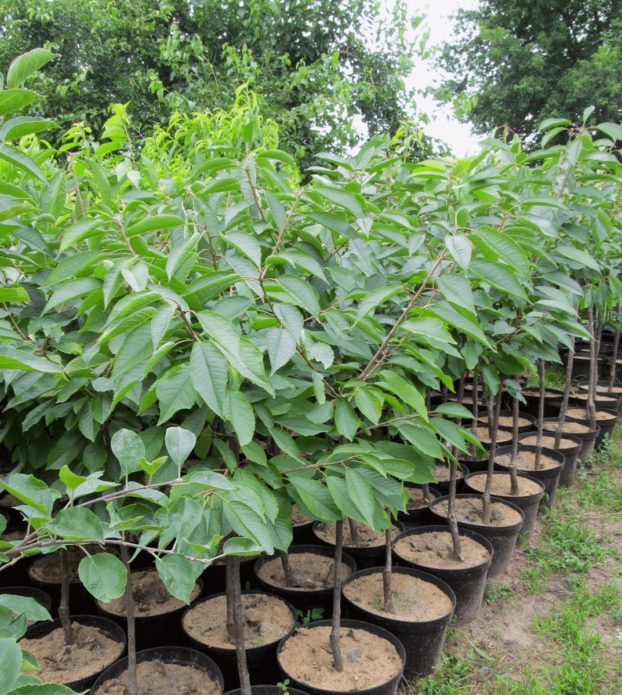 Cherry seedlings