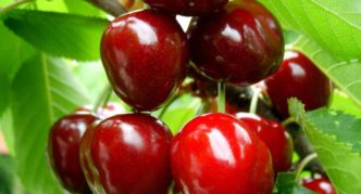 Cherry Large-fruited