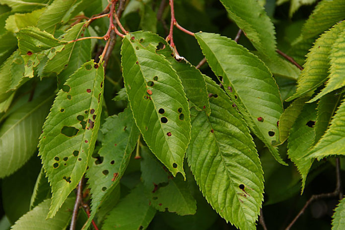 Cherry clasterosporium disease