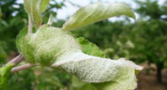 Powdery mildew