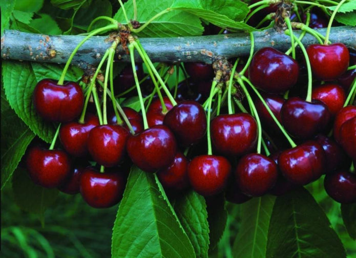 Cherry fruit Veda