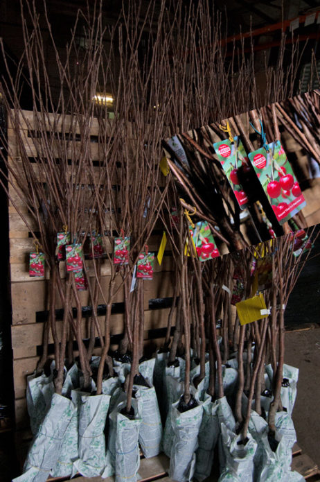 Cherry seedlings