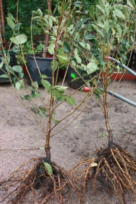 Seedlings with an open root system