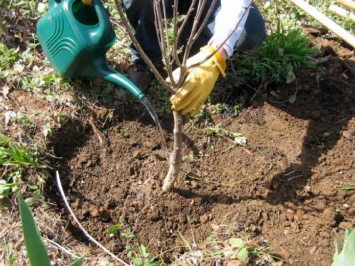 Planting a young cherry tree