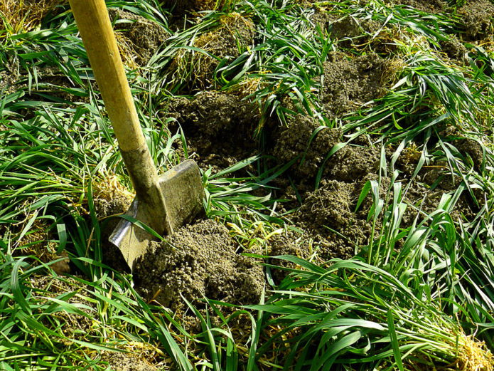 Digging land with green manure