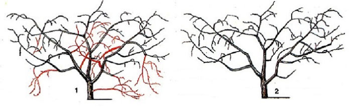 Scheme of pruning cherry bush type