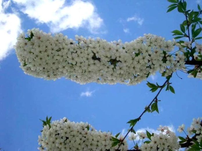 Blossoming cherry branches