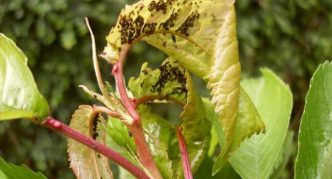 Cherry aphid