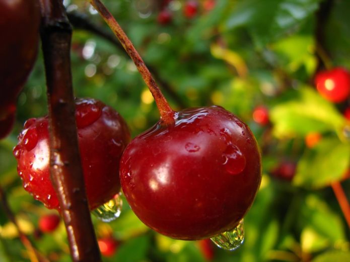 Raindrops on cherry berries