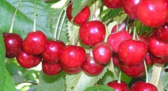 Cherry variety Bryanochka