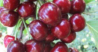 Cherry variety Lyubimitsa Astakhova