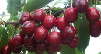 Cherry variety Tyutchevka