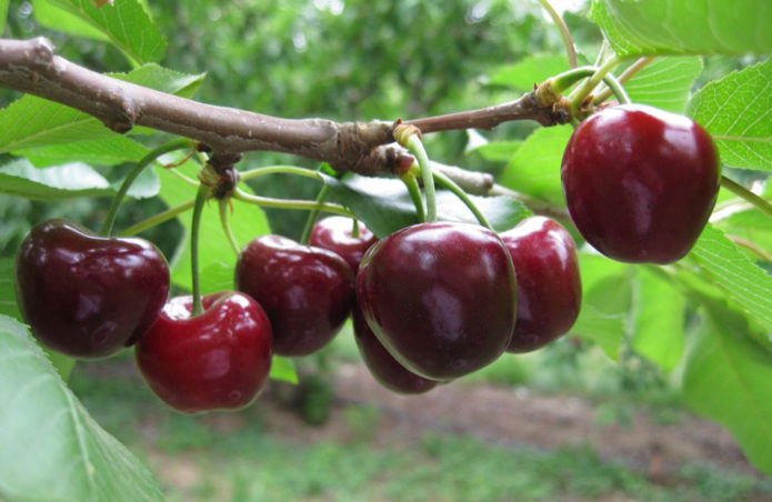 Frosting cherry fruits on a branch