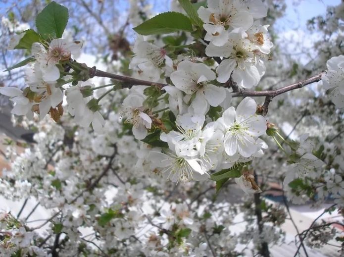 Shpanka cherry blossoms