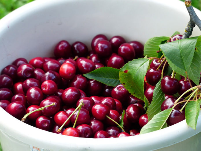 Cherry harvest