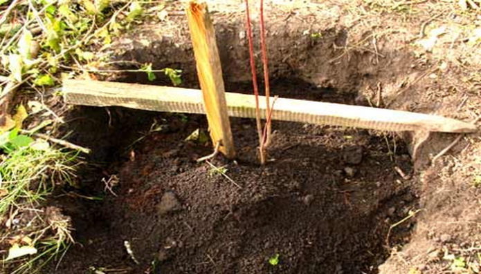 Planting a seedling