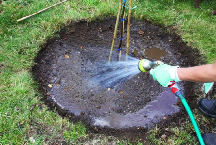 Watering the seedling